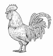 Gambar Sketsa Ayam Jago Keren